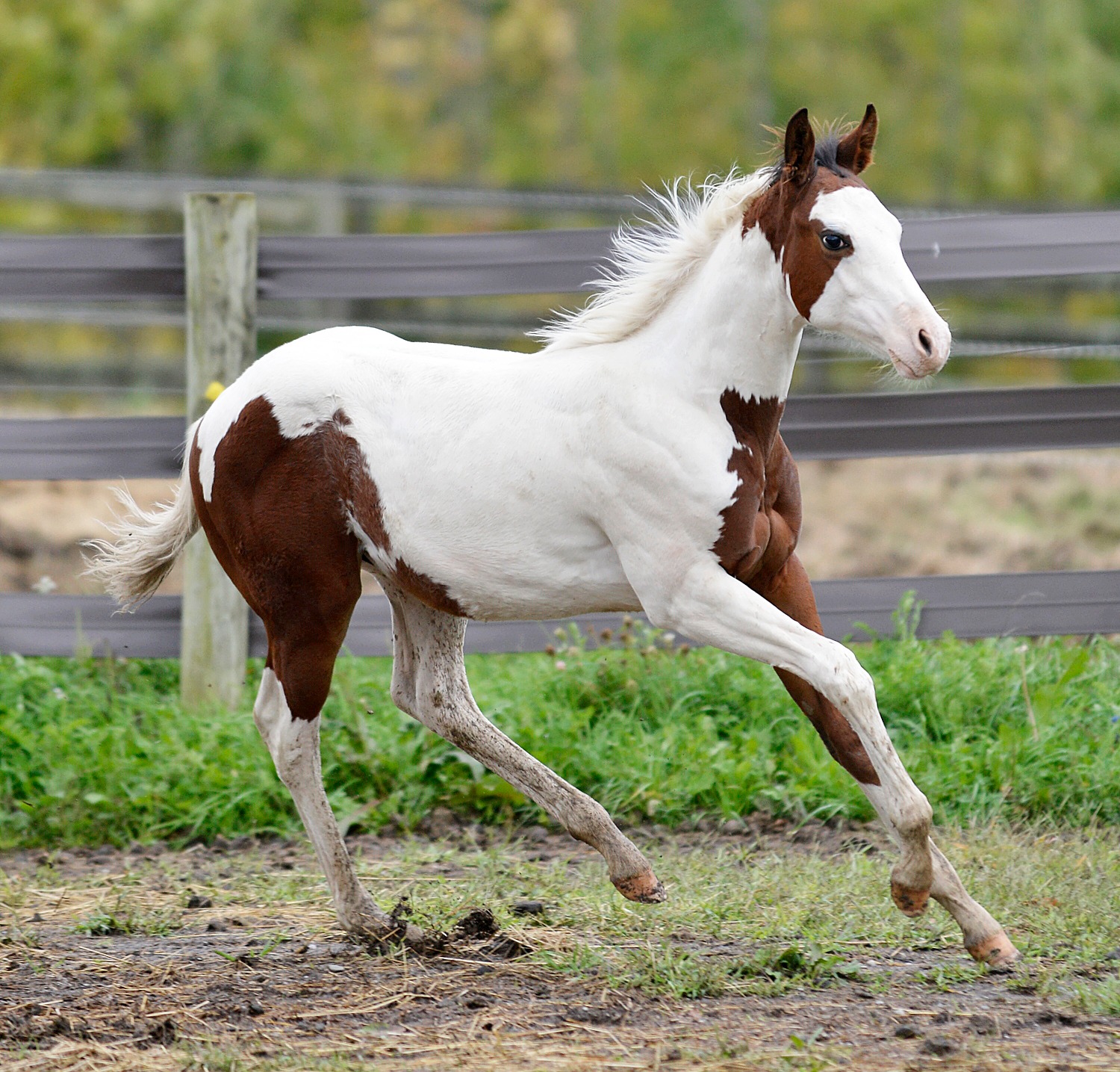 2022 APHA Bay Tovero Colt